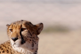 22-The-Last-Cheetahs-of-Solitaire-foto-1-ve-velke-velikosti.jpeg