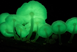 H9A4784-Mycena-chlorophos-Stephen-Axford-NSW-North-Coast-ve-velke-velikosti.jpeg